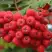 Рябина АЛАЯ КРУПНАЯ сладкоплодная в Горках