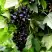 Смородина чёрная БЕЛОРУССКАЯ СЛАДКАЯ в Горках