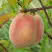 Персик ЕЛГАВСКИЙ в Горках