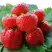 Клубника ВИМА ЗАНТА в Горках