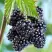 Ежевика БЛЭК САТИН бесшипная  в Горках