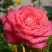 Роза ПЬЕР КАРДЕН чайно-гибридная в Горках