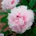 Пион ПЕРСИК ПОД СНЕГОМ древовидный в Горках