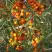 Облепиха РОСИНКА в Горках