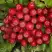 Рябина РУБИНОВАЯ сладкоплодная в Горках
