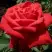 Роза СОФИ ЛОРЕН чайно-гибридная в Горках