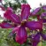 Клематис СВИТ САММЕР ЛАВ в Горках