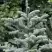 Пихта благородная в Горках
