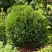 Туя ТИНИ ТИМ западная в Горках