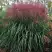 Мискантус МАЛЕПАРТУС китайский  в Горках