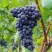 Виноград МУКУЗАНИ в Горках