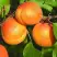 Абрикос СПАДЧЫНА в Горках