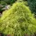Кипарисовик ФИЛИФЕРА АУРЕА горохоплодный в Горках