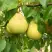 Груша ВЕЛИКАЯ ЛЕТНЯЯ (БОЛЬШАЯ ЛЕТНЯЯ) в Горках