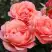 Роза КОРАЛ ЛИОНС РОУЗ флорибунда в Горках