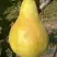 Груша КОНКОРД в Горках