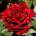 Роза РЕД ИНТУИШН чайно-гибридная в Горках