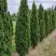 Туя ДЕГРУТ СПАЙР западная в Горках