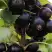 Смородина чёрная НЕСТЕР КОЗИН в Горках