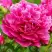 Пион НОЧНЫЕ ГРЕЗЫ древовидный в Горках