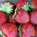 Клубника МАЛЬВИНА в Горках