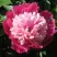 Пион КАПЛЯ РОСЫ травянистый в Горках