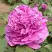 Пион ОРНАМЕНТ древовидный в Горках