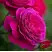 Роза МАЛИНОВЫЙ ЗВОН чайно-гибридная в Горках