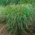 Просо РЕБРАУН прутьевидное в Горках