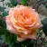 Роза ЭЛЬДОРАДО чайно-гибридная в Горках
