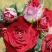 Роза РУБИ СТАР спрей в Горках