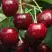 Черешня ГРОНКАВАЯ в Горках