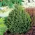Ель КОМПАКТА обыкновенная в Горках