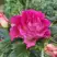 Роза БРЕРА флорибунда в Горках