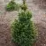 Ель ВИЛС ЦВЕРГ обыкновенная в Горках