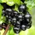 Смородина чёрная БЕЛОРУССКАЯ СЛАДКАЯ в Горках
