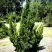 Можжевельник КАЙЗУКА китайский в Горках