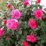 Роза МАЛИНОВЫЙ ЗВОН чайно-гибридная в Горках