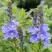 Вероника РОЯЛ БЛЮ большая в Горках