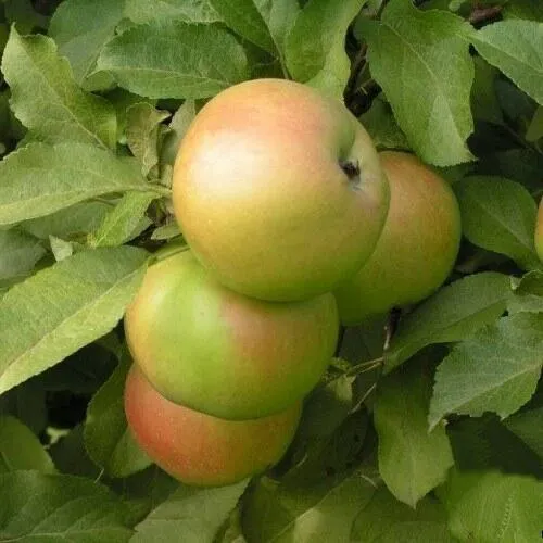 Яблоня Вербное Яблоня Вербное