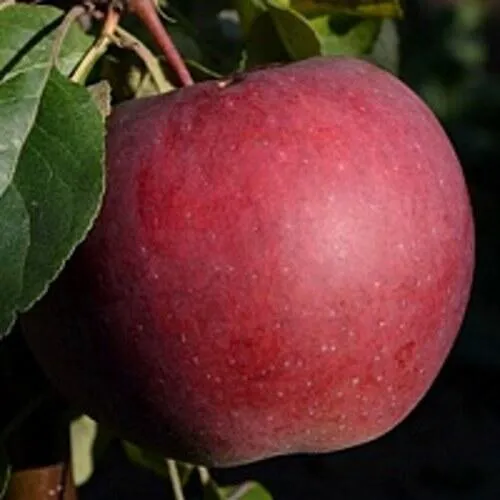 Яблоня БЕЛОРУССКОЕ СЛАДКОЕ  Яблоня БЕЛОРУССКОЕ СЛАДКОЕ в Горках