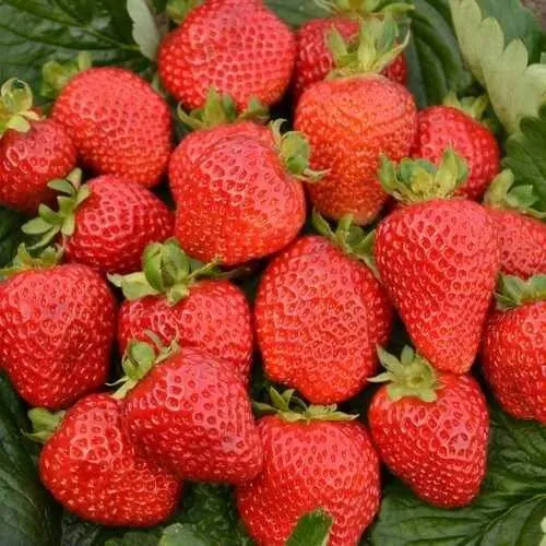 Клубника САН АНДРЕАС ремонтантная  Клубника САН АНДРЕАС ремонтантная в Горках