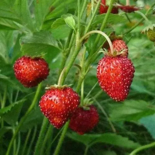 Земляника АЛЬПИЙСКАЯ  Земляника АЛЬПИЙСКАЯ в Горках