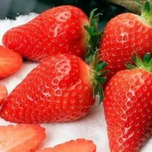 Клубника АЛЬБА  Клубника АЛЬБА в Горках