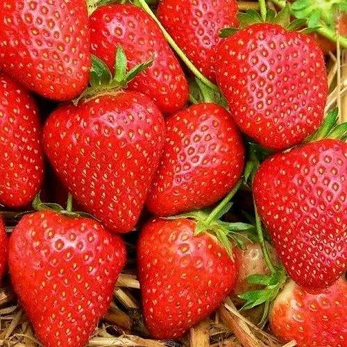 Клубника КВИКИ  Клубника КВИКИ в Горках