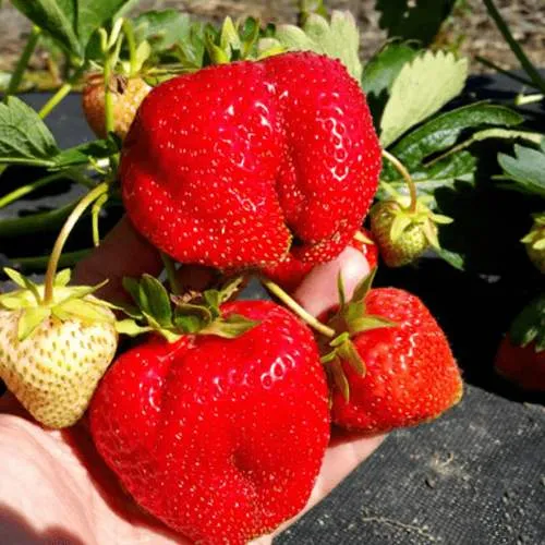 Клубника АПРИКА  Клубника АПРИКА в Горках