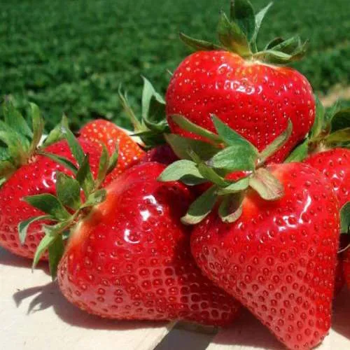 Клубника ДЖОЛИ  Клубника ДЖОЛИ в Горках