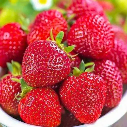 Клубника СИЛЬВИЯ  Клубника СИЛЬВИЯ в Горках