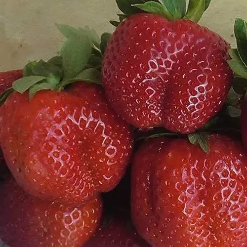 Клубника ДЕСТЕНИ  Клубника ДЕСТЕНИ в Горках