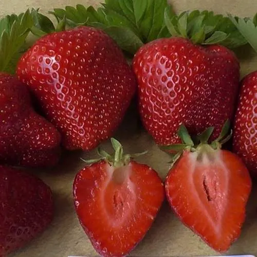 Клубника САНДРА  Клубника САНДРА в Горках